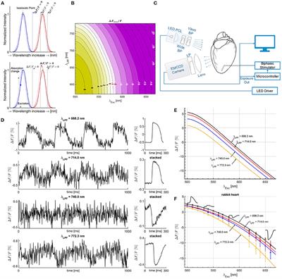 Methodology for Cross-Talk Elimination in Simultaneous Voltage and Calcium Optical Mapping Measurements With Semasbestic Wavelengths